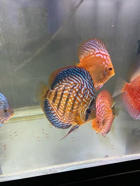 Discus Fish Jumbo Size 17