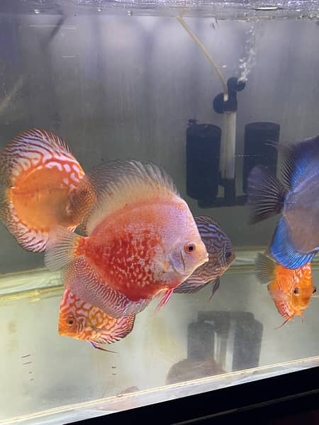 Discus Fish Jumbo Size 18