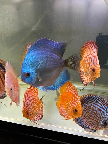 Discus Fish Jumbo Size 19