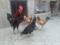 گولڈن مصری انڈوں والی مرغیاں۔ 1 مرغا 4 مرغیاں