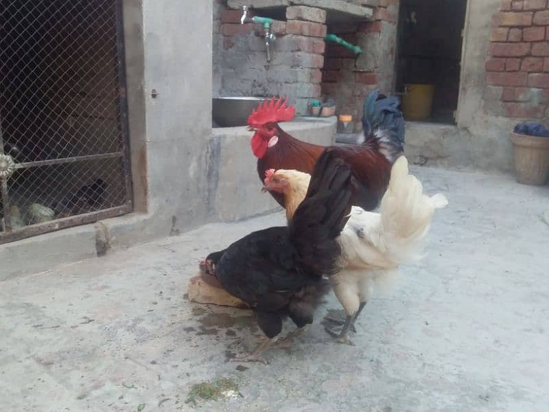 گولڈن مصری انڈوں والی مرغیاں۔ 1 مرغا 4 مرغیاں 1