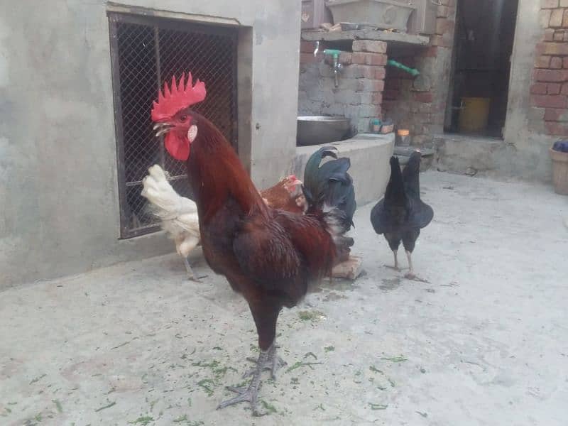 گولڈن مصری انڈوں والی مرغیاں۔ 1 مرغا 4 مرغیاں 2