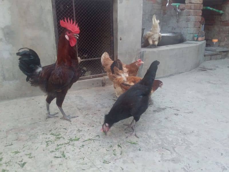 گولڈن مصری انڈوں والی مرغیاں۔ 1 مرغا 4 مرغیاں 3
