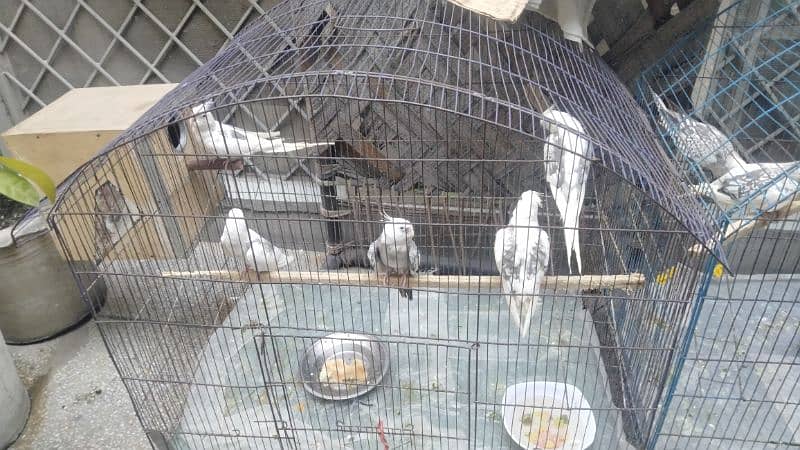 Cockatiel / Parrots For Sale 8