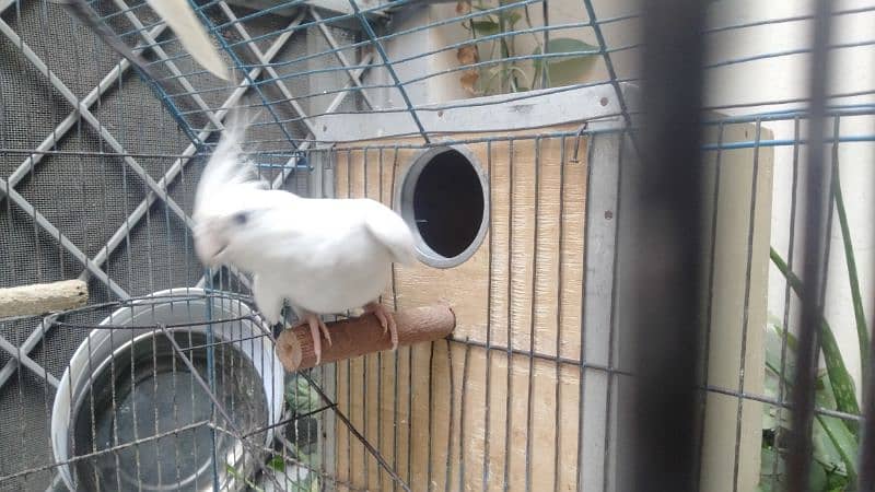 Cockatiel / Parrots For Sale 7