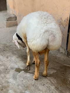 bumba Available for sale 2 dant