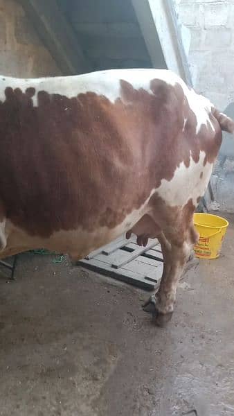 Cow for Sale 2