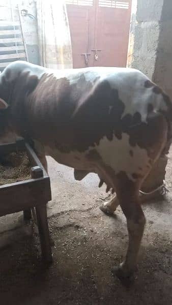 Cow for Sale 3