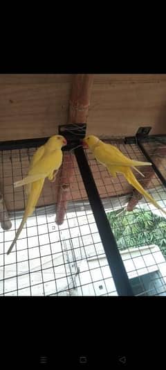 yellow Ringneck Breeder 2 pairs for sale. 0