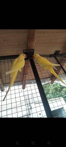 yellow Ringneck Breeder 2 pairs for sale. 0