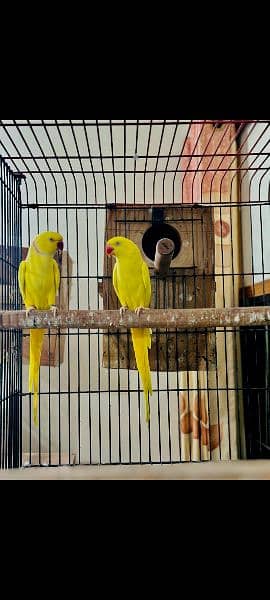 yellow Ringneck Breeder 2 pairs for sale. 1