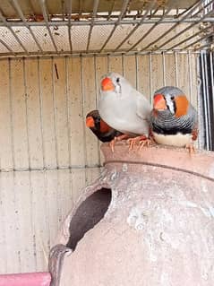 mutation finches working pairs