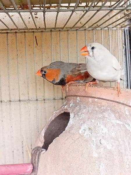 mutation finches working pairs 1