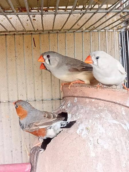 mutation finches working pairs 2