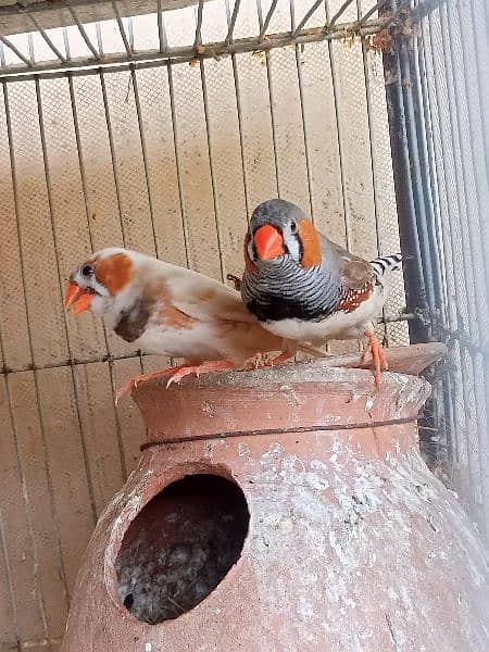 mutation finches working pairs 8