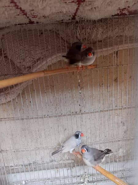 mutation finches working pairs 11