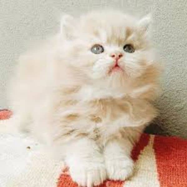 Free Home delivery persian male and femals kitten 2