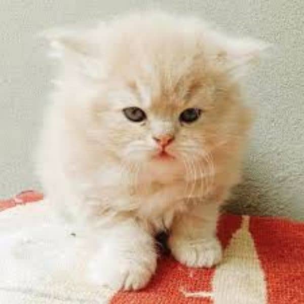 Free Home delivery persian male and femals kitten 4