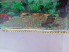Fish Equavarium 2.5/1 feet with all setup