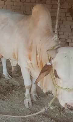 Calf for Eid UL Adha