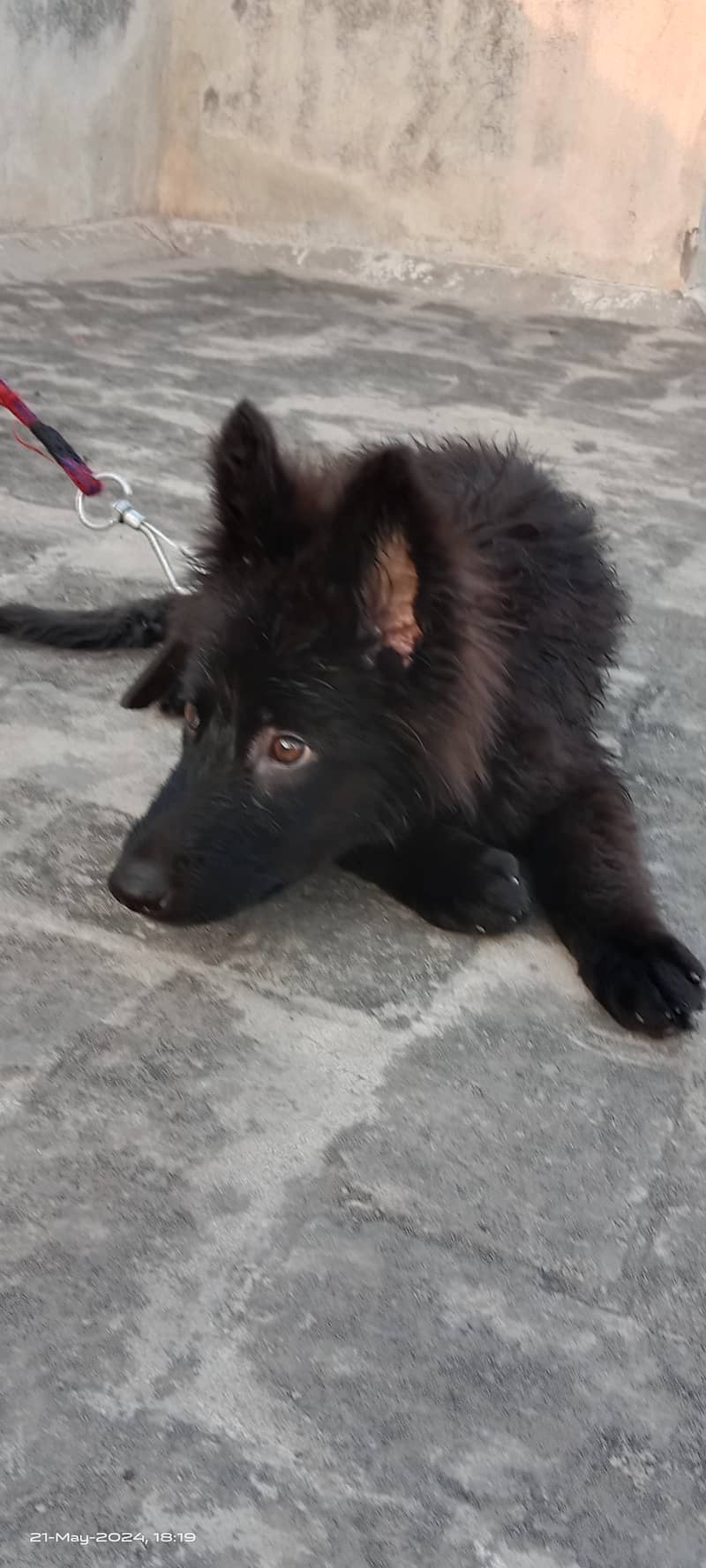 Black German Shepherd female 1