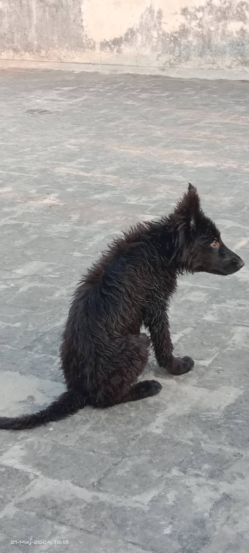 Black German Shepherd female 11