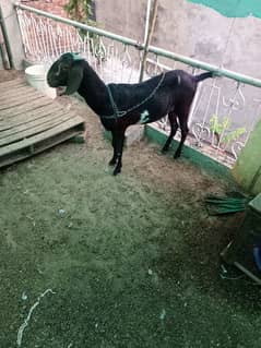 Desi Goat For Sale