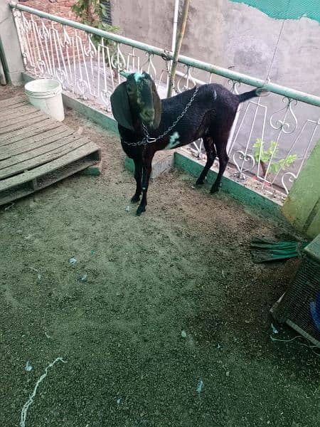 Desi Goat For Sale 2