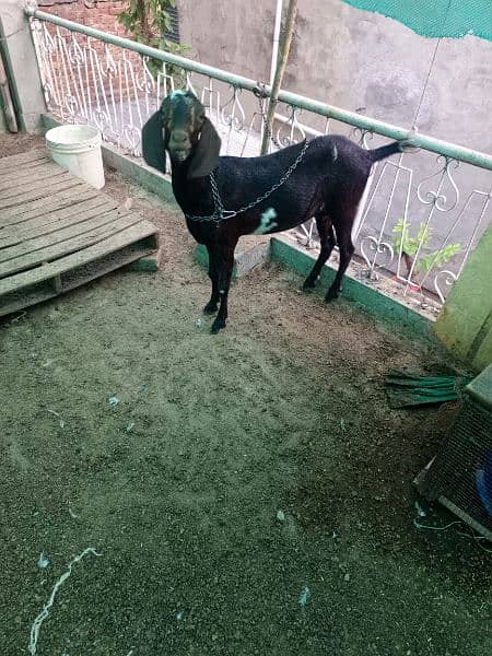 Desi Goat For Sale 3