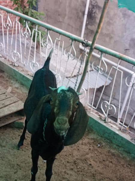 Desi Goat For Sale 5