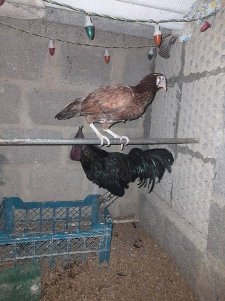 All hens for sale 3