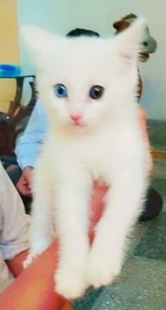 odd colours eye double coated kitten for sale