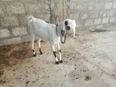 1 goat 2 baby goats sale