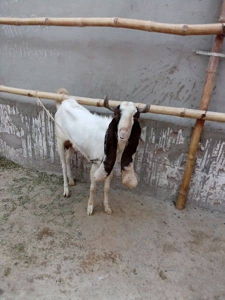 4 dant bakra for sale 1