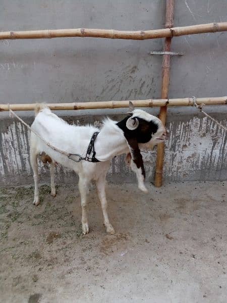 4 dant bakra for sale 2