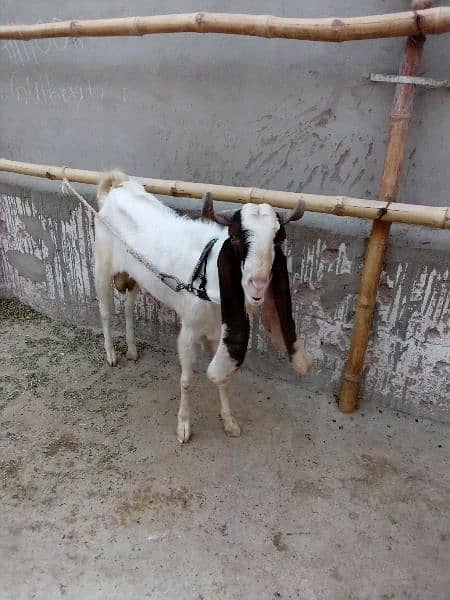 4 dant bakra for sale 3