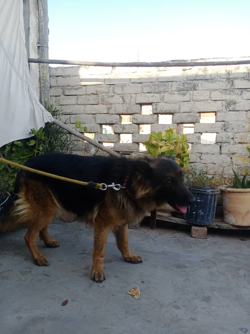 German Shepherd (Female) Breeder Black Mask & Original Long Coated. 7