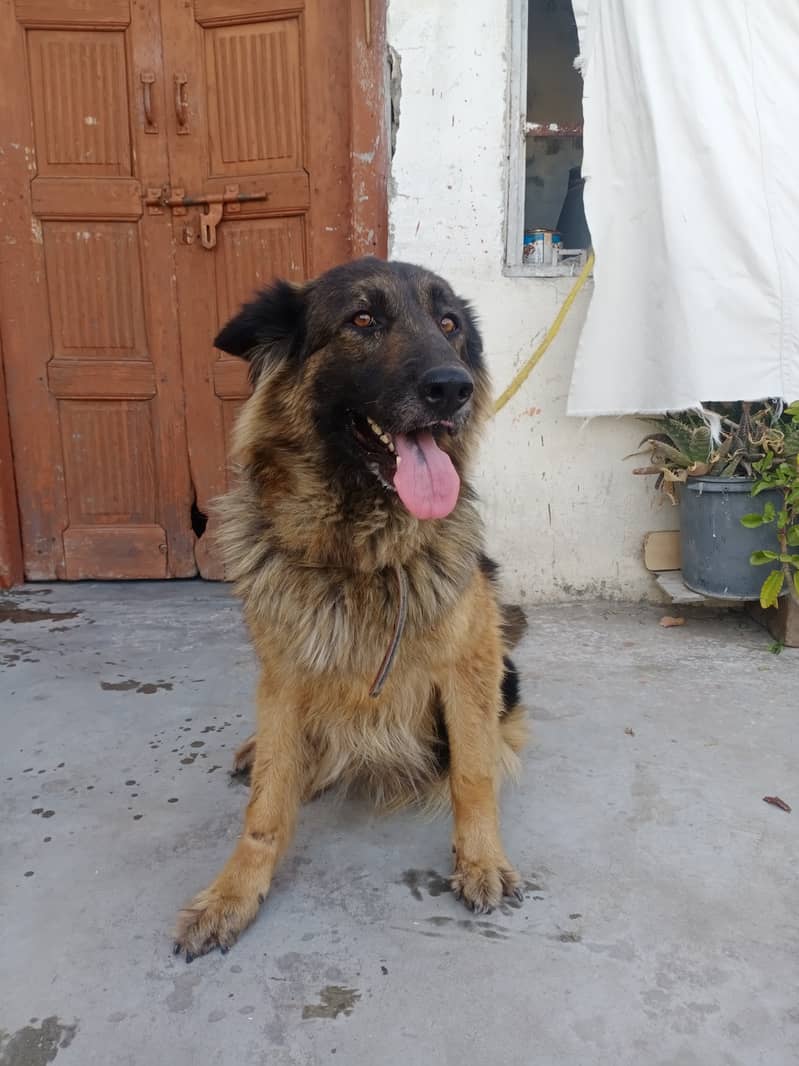 German Shepherd (Female) Breeder Black Mask & Original Long Coated. 8