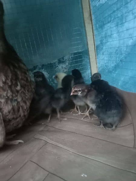 aseel hen with chicks 4