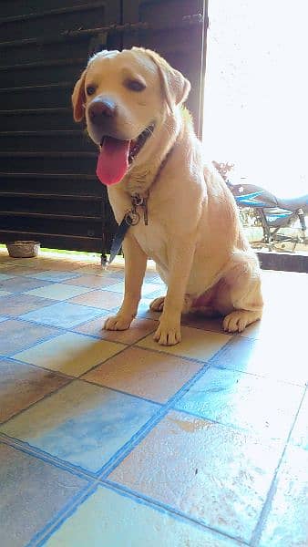 Labrador male / cross only 2