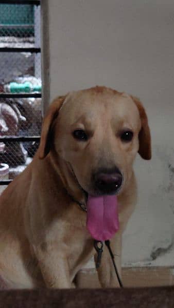 Labrador male / cross only 3