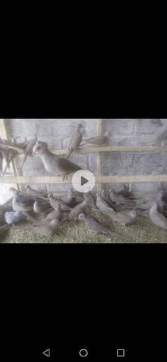baredar red pid dimmad pid or simple red dove for sale 0