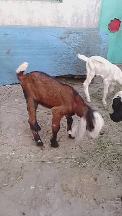 goat baby
