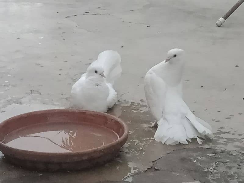 3 pair laka pigeons for sale 5