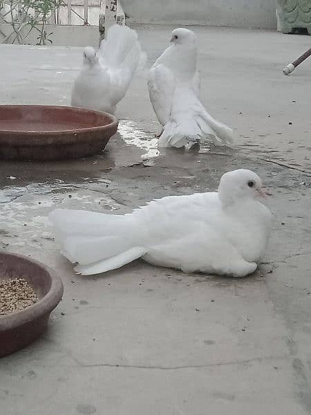 3 pair laka pigeons for sale 7