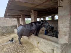 Qurbani k lea bulls available for sale hain 2024