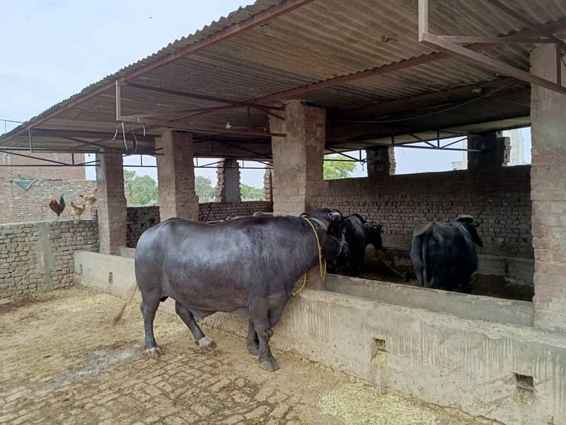 Qurbani k lea bulls available for sale hain 2024 3