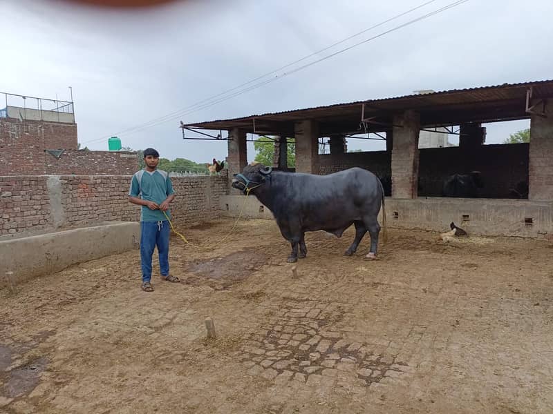 Qurbani k lea bulls available for sale hain 2024 4