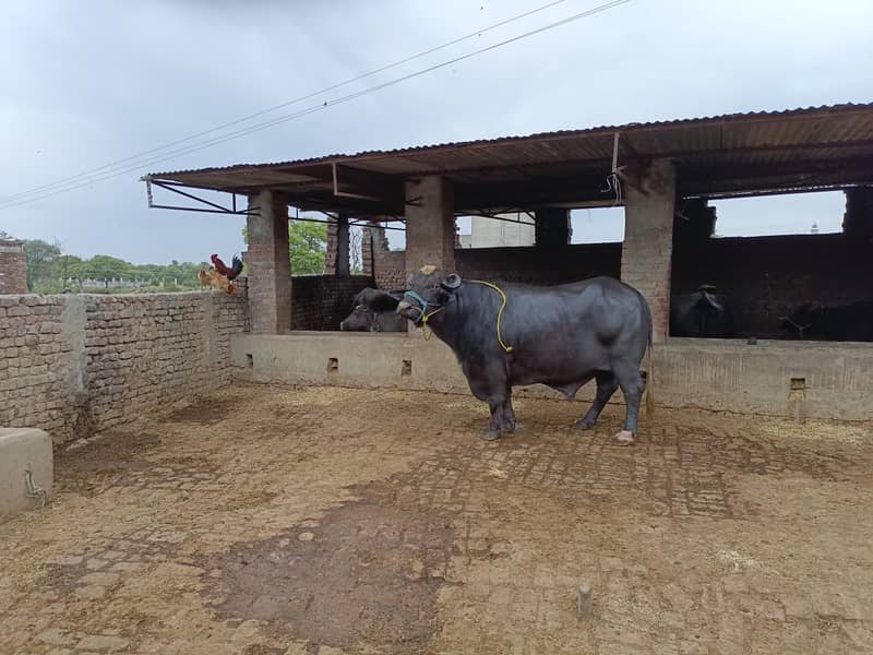 Qurbani k lea bulls available for sale hain 2024 6
