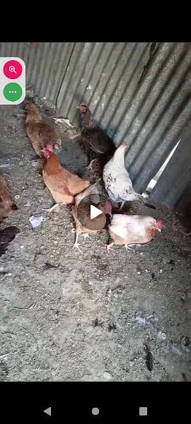 Desi hens egg laying 03214715572 2